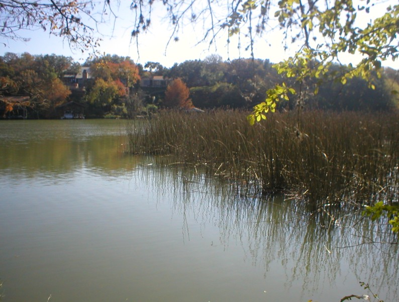 reeds in water.JPG